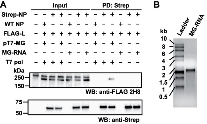 FIG 3