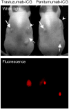 Fig. 21