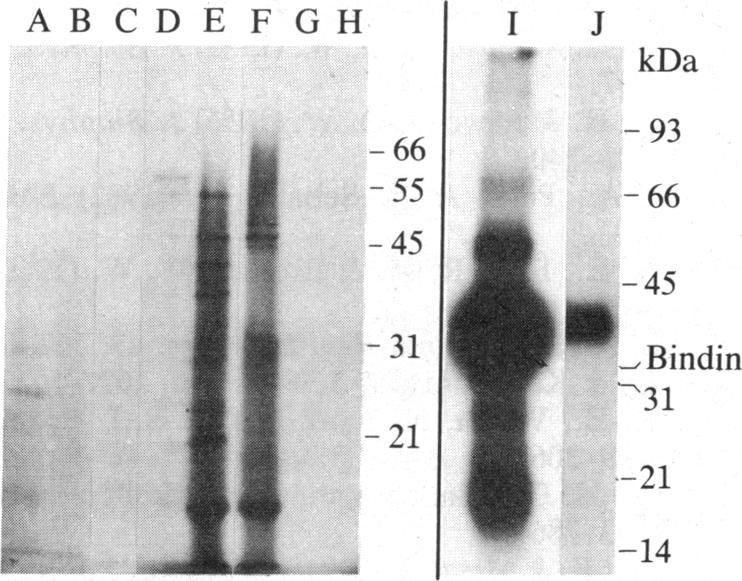 graphic file with name pnas00326-0210-a.jpg