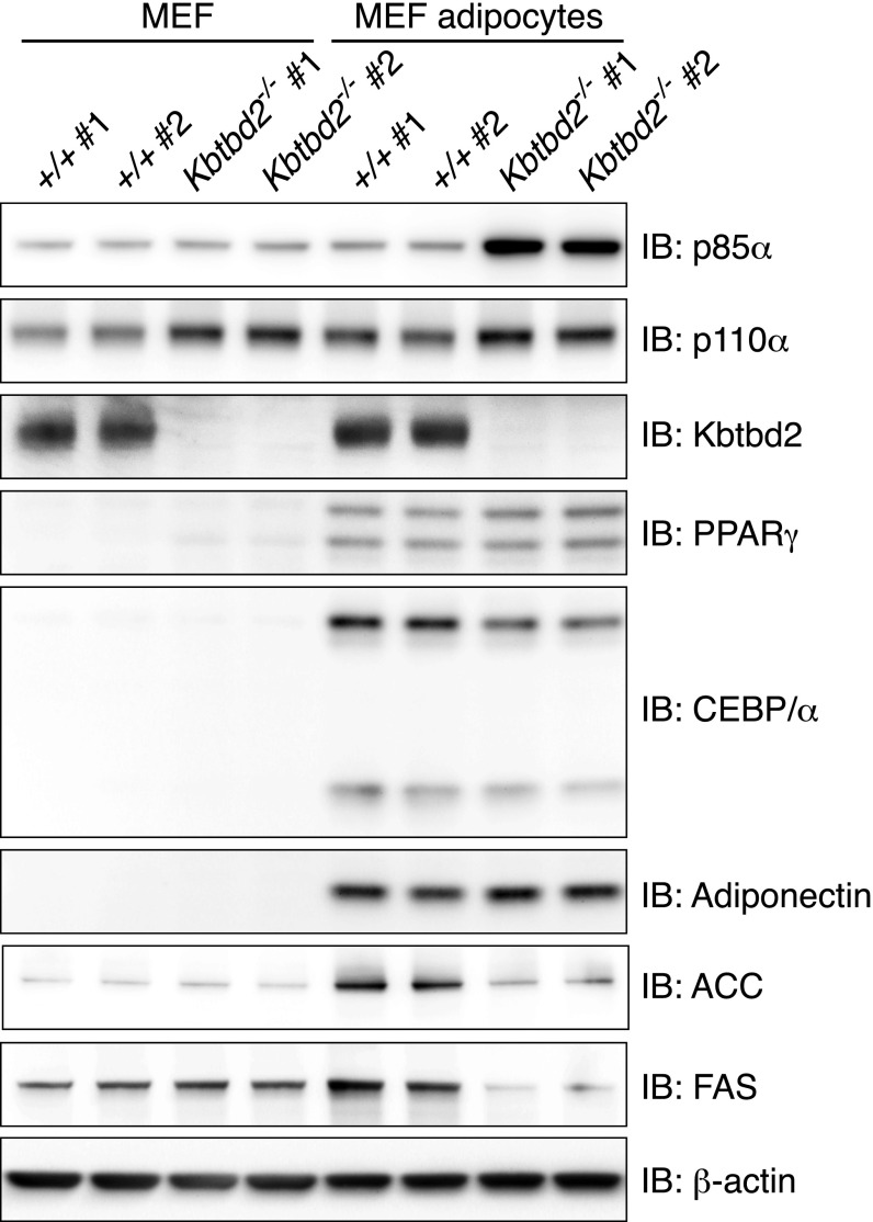 Fig. S5.