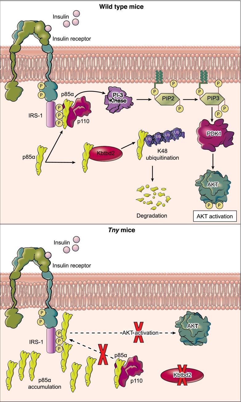 Fig. 8.