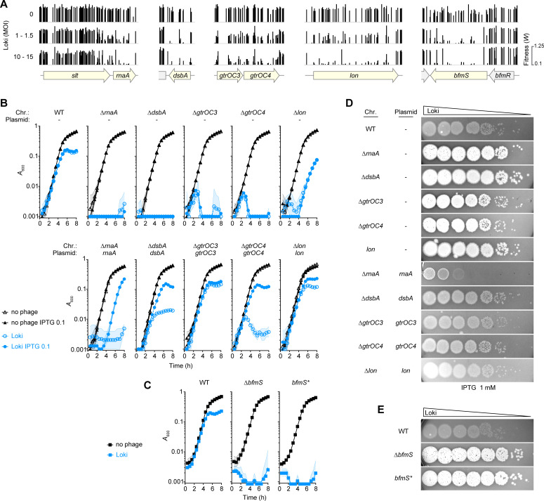 Fig 2