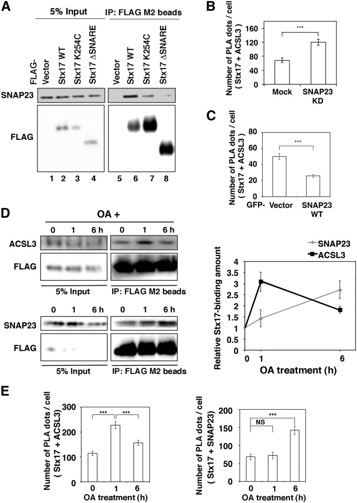 Fig. 8.