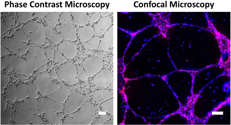 Figure 2: