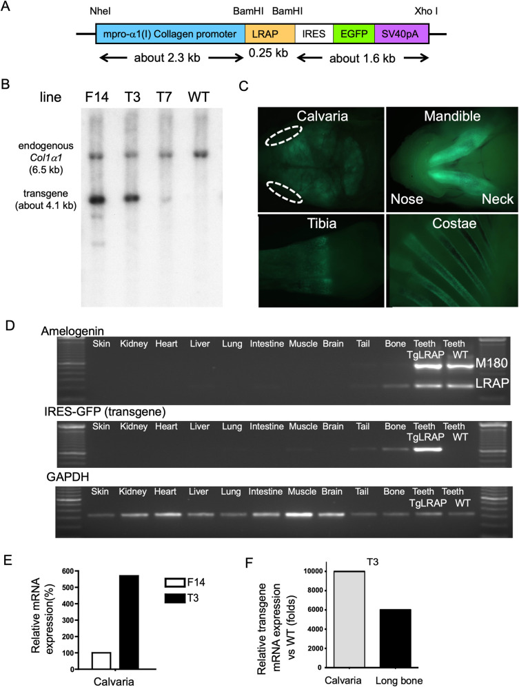 Fig 1