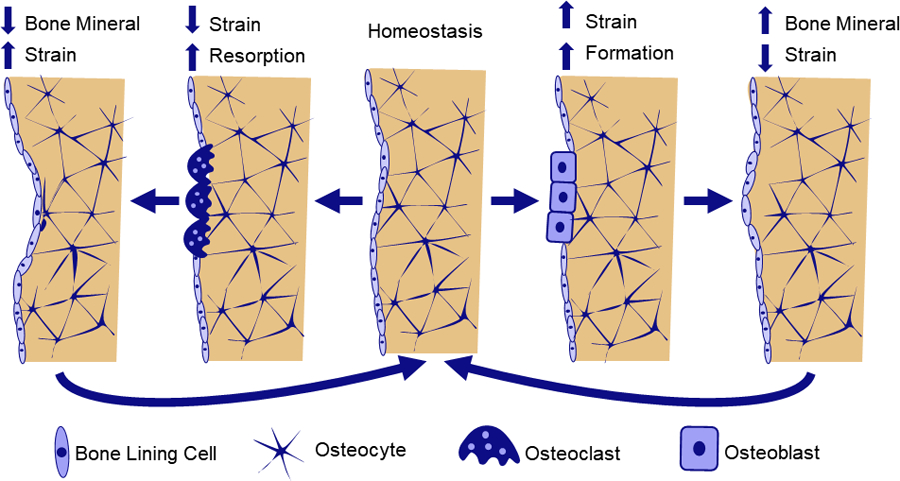 Figure 2: