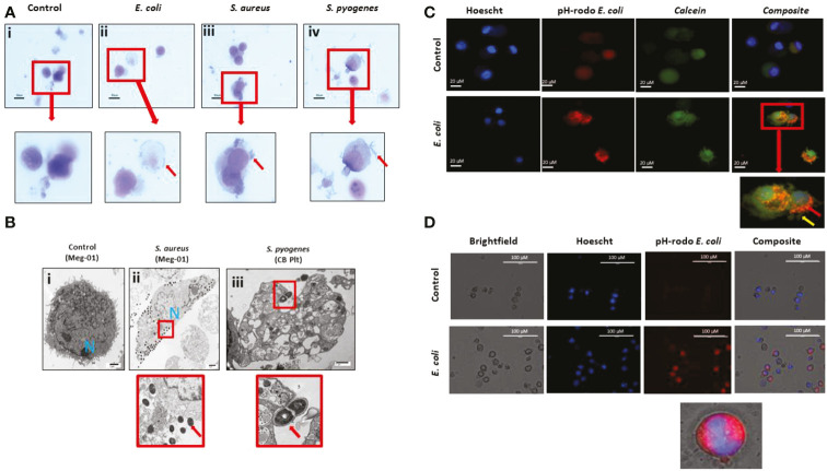 Figure 4