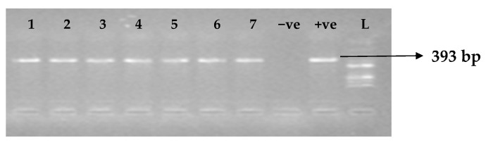 Figure 5