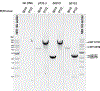 Extended Data Fig. 4 |