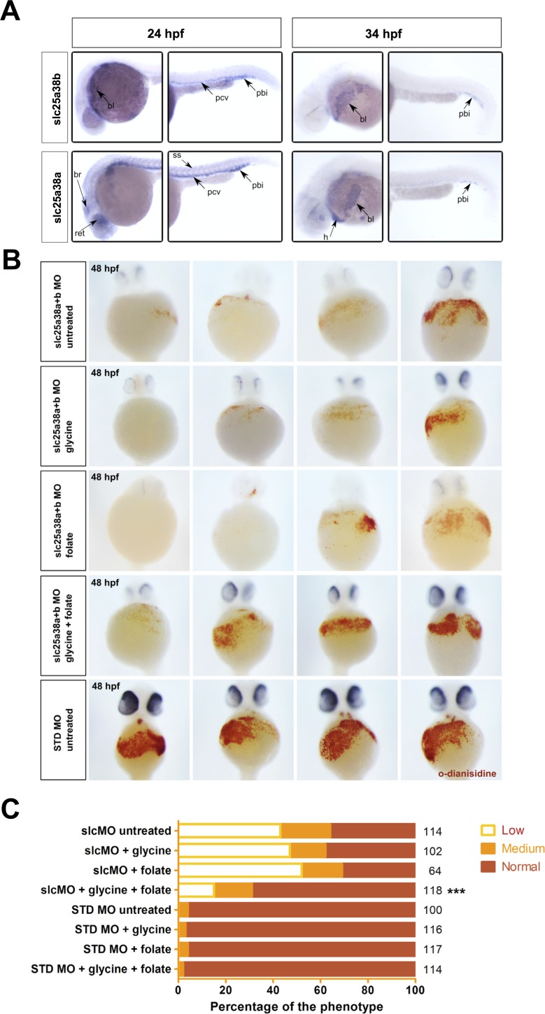 Fig 6