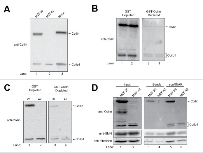 Figure 4.