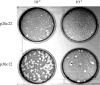 Fig. 4