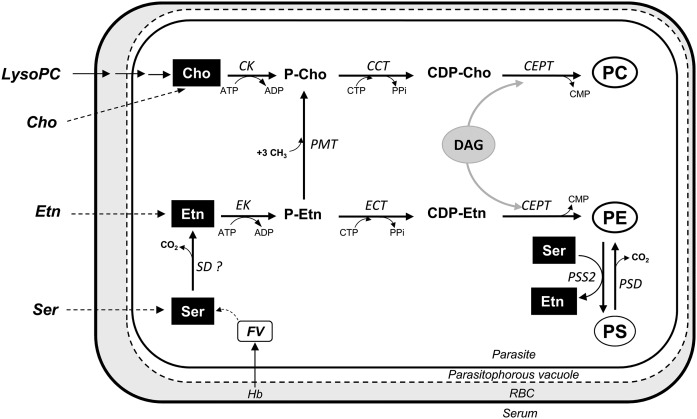 Fig. 1.