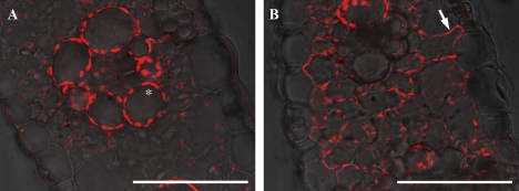 Fig. 8.