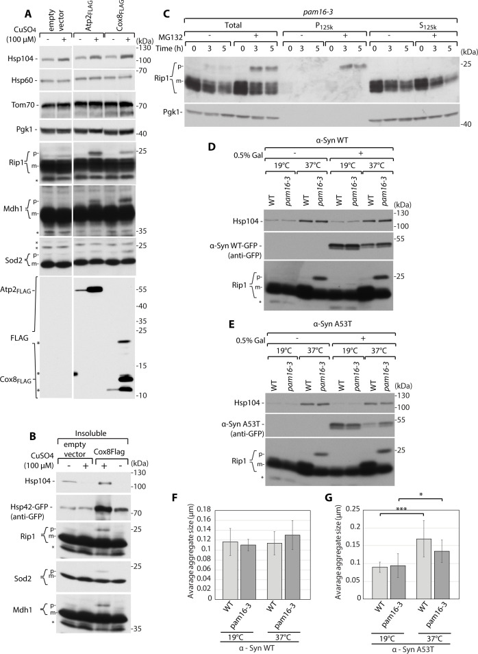 Figure 4—figure supplement 1.