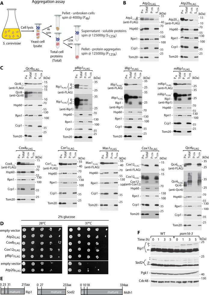 Figure 1—figure supplement 1.