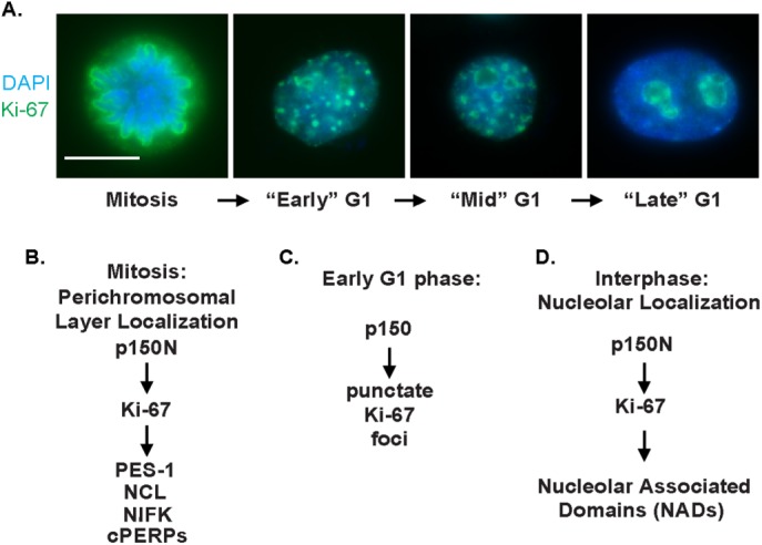 FIGURE 5: