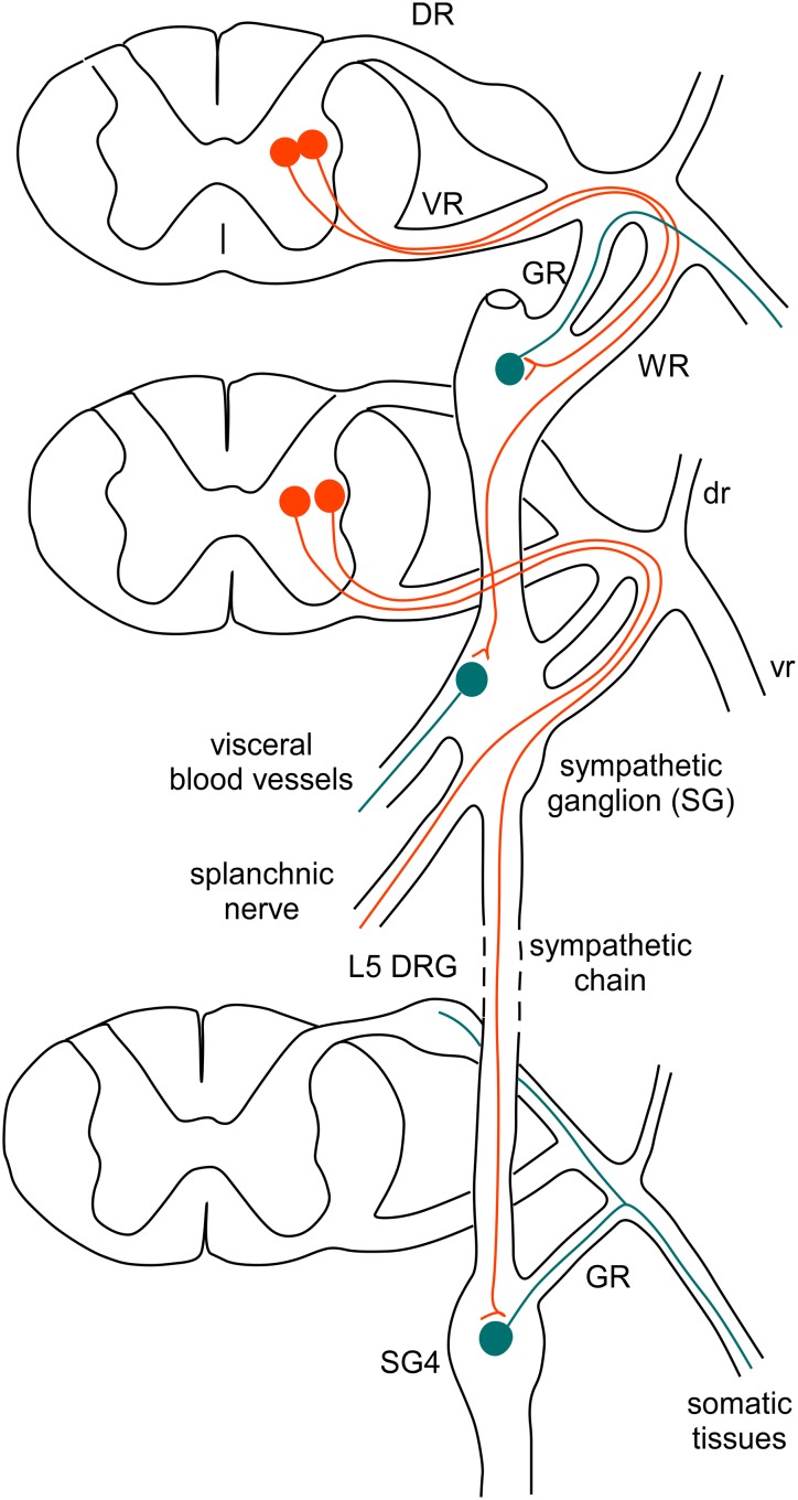 Fig. 1