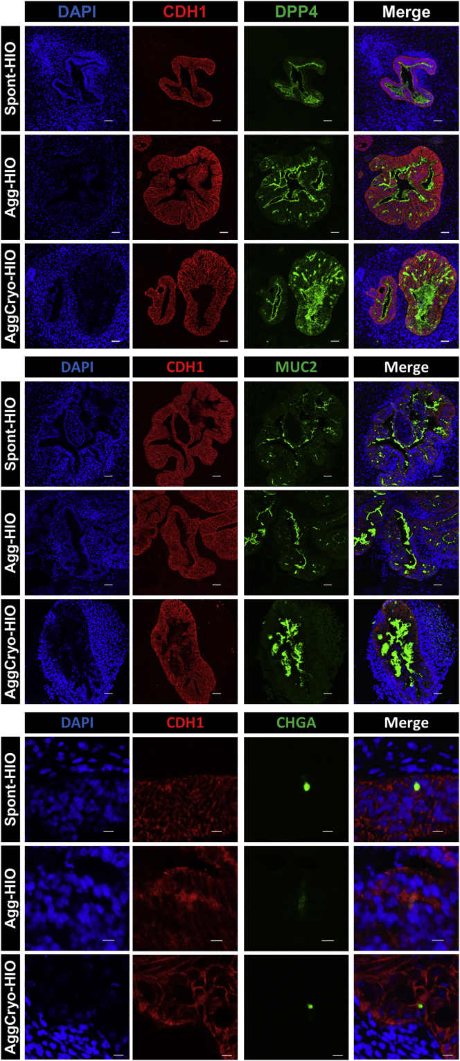 Figure 6