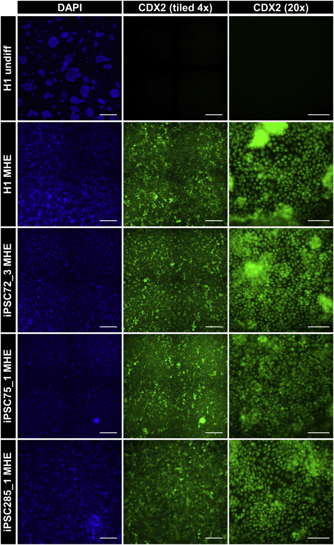 Figure 2