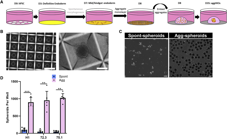 Figure 3