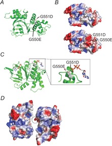 Impact of G550E and G551D on CFTR structure