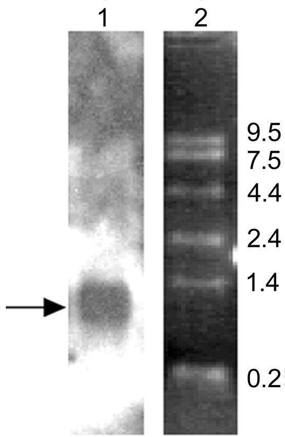 Figure 7B.