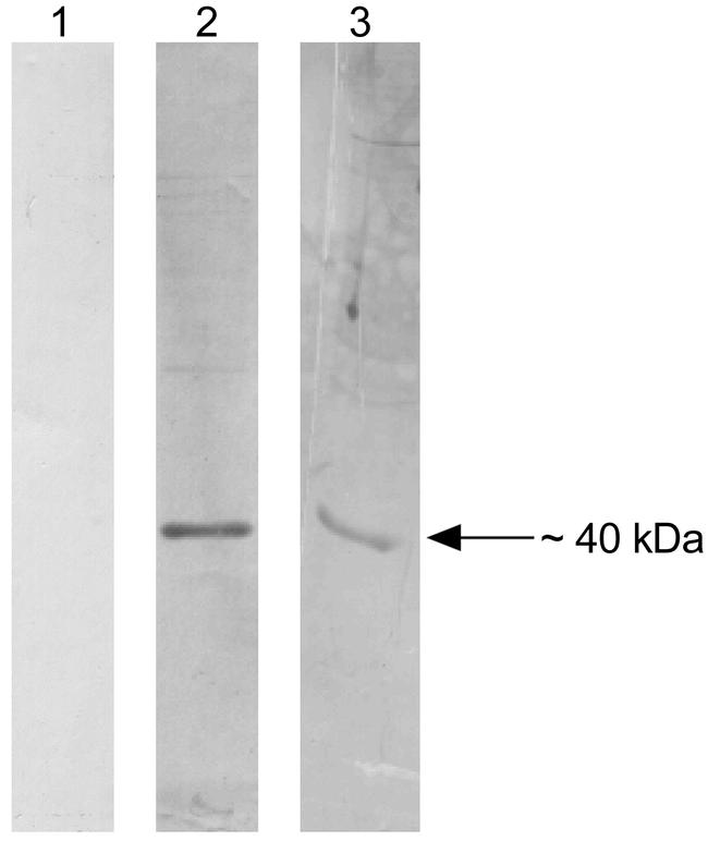 Figure 7A.