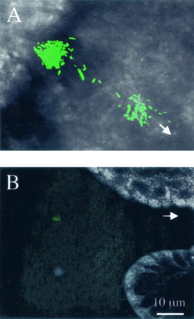 FIG. 6.