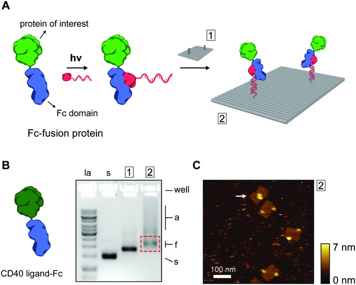 Fig. 3