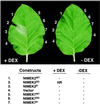 Figure 5