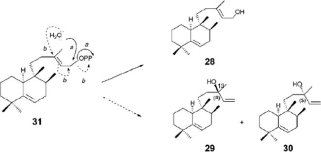 Scheme 7