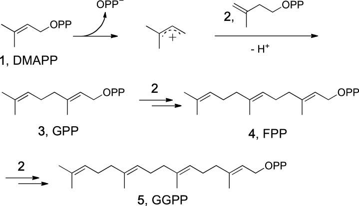 Scheme 2