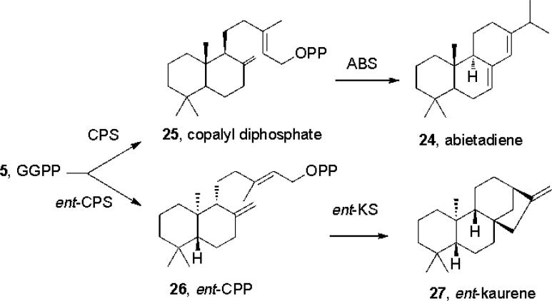 Scheme 5