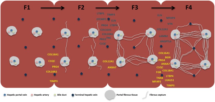 Fig 5