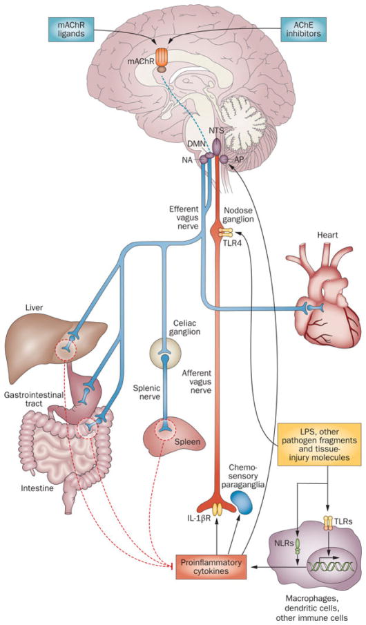 Fig. 1