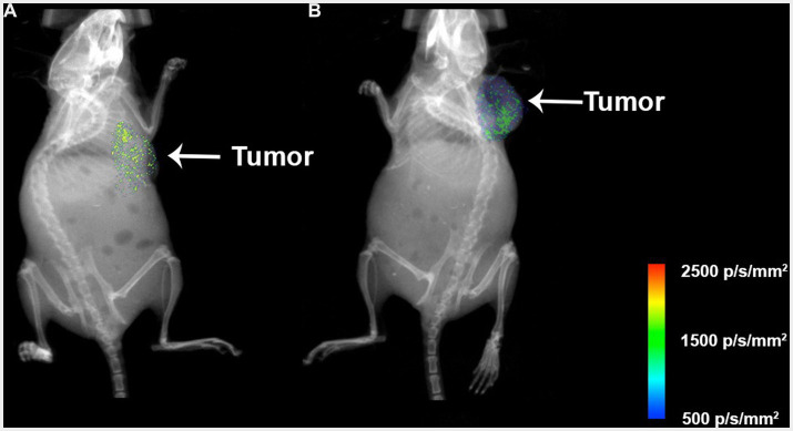 Figure 13