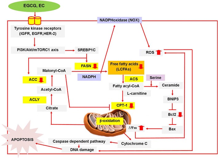 Fig. 6