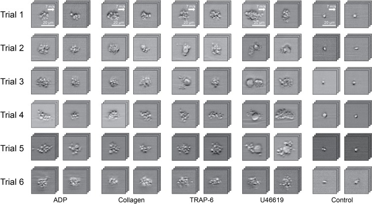 Figure 1—figure supplement 2.