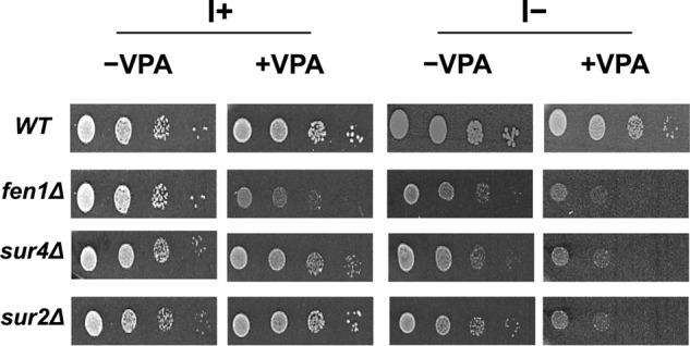 FIGURE 2.