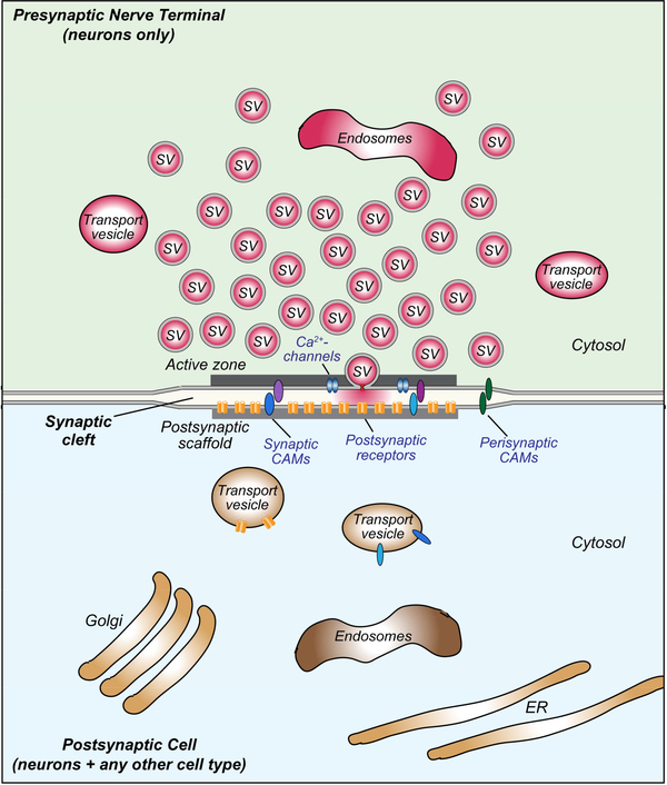 Figure 1: