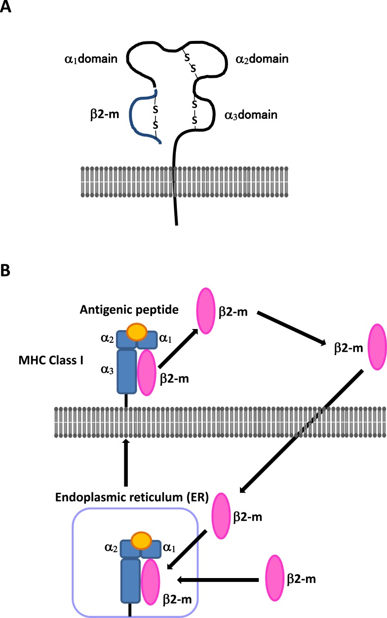 Fig. (1)