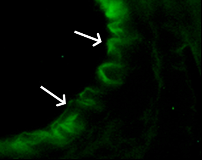 Figure 1e: