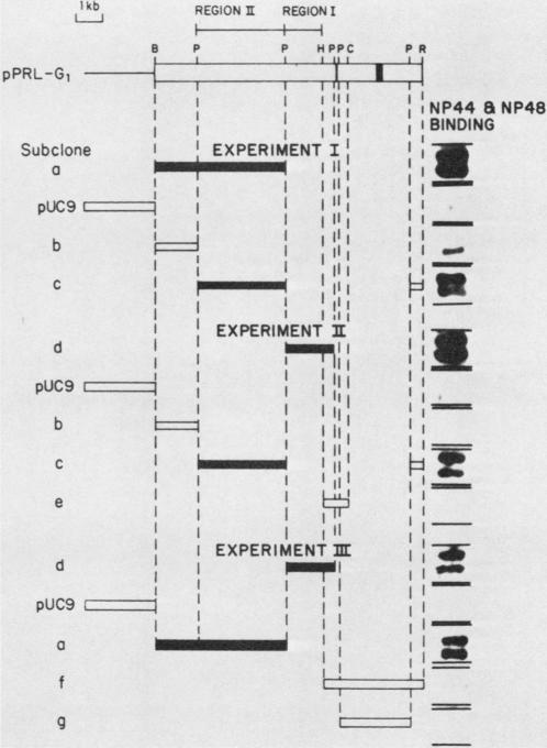 graphic file with name molcellb00141-0103-a.jpg