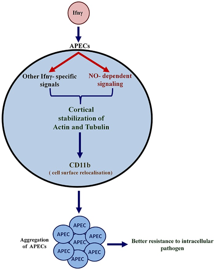 Fig 12