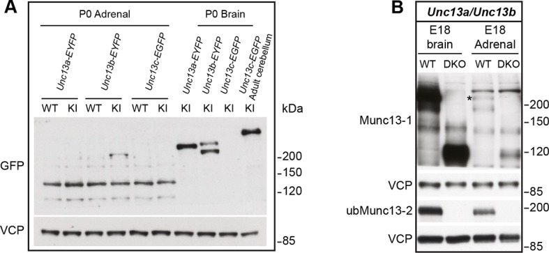 Figure 1—figure supplement 1.