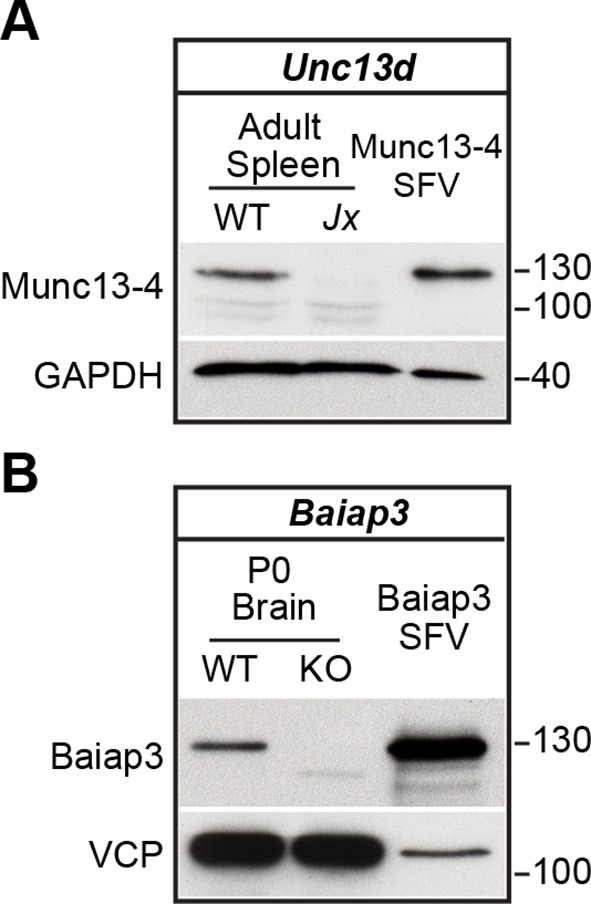 Figure 5—figure supplement 2.