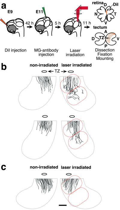 Fig 3.