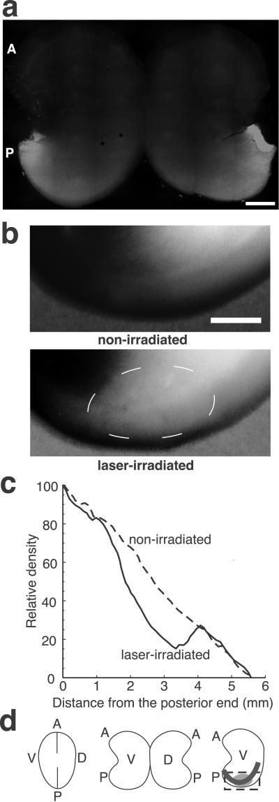 Fig 2.