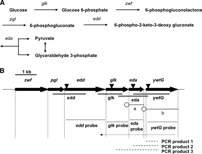 FIG. 1.